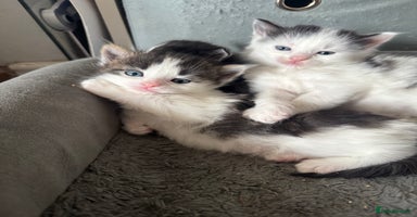 Mixed Breed cats - Advert 14