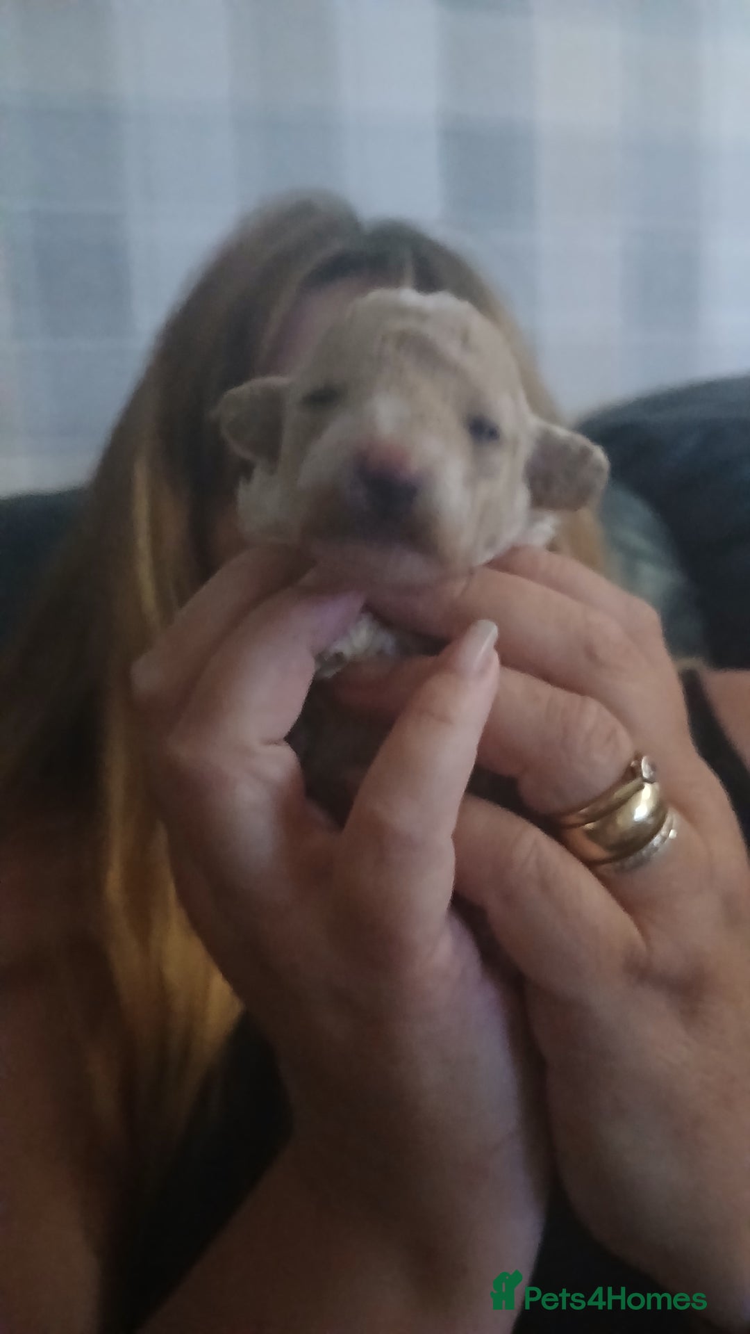 Maltipoo dogs for sale: Malitpoo  puppies  for sale in Canterbury - Image 17