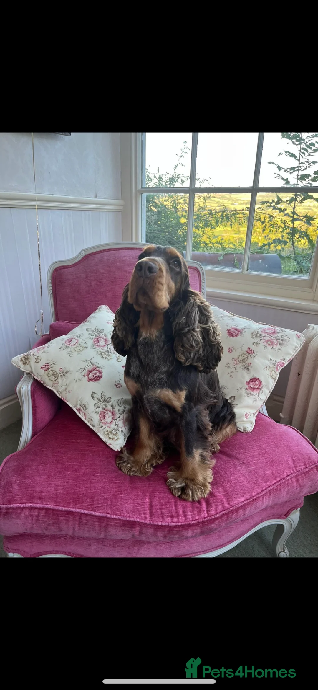 Cocker Spaniel dogs for stud: KC Superb example Classic SHOW Cocker Stud in Ruthin - Advert 20