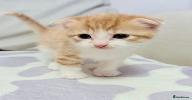 Mixed Breed cats - Advert 16