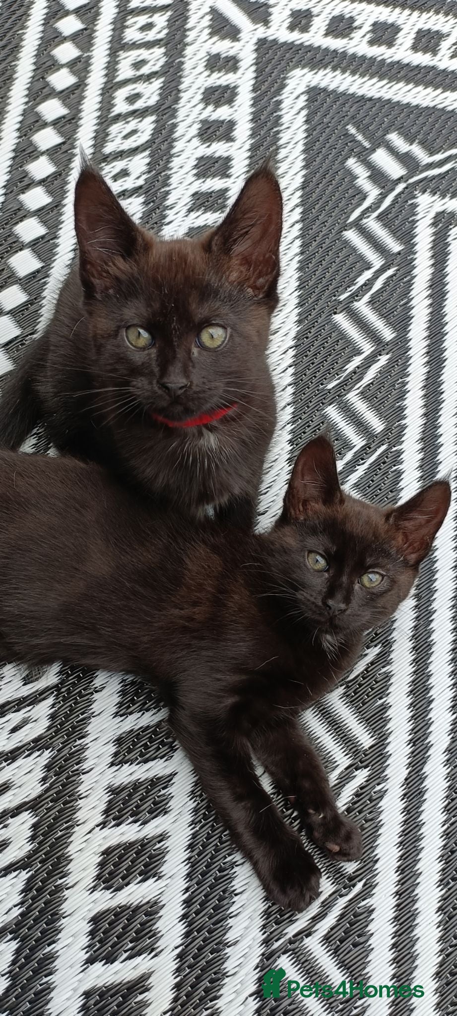 Maine Coon cats Maincoon X twin girls  - Advert 2