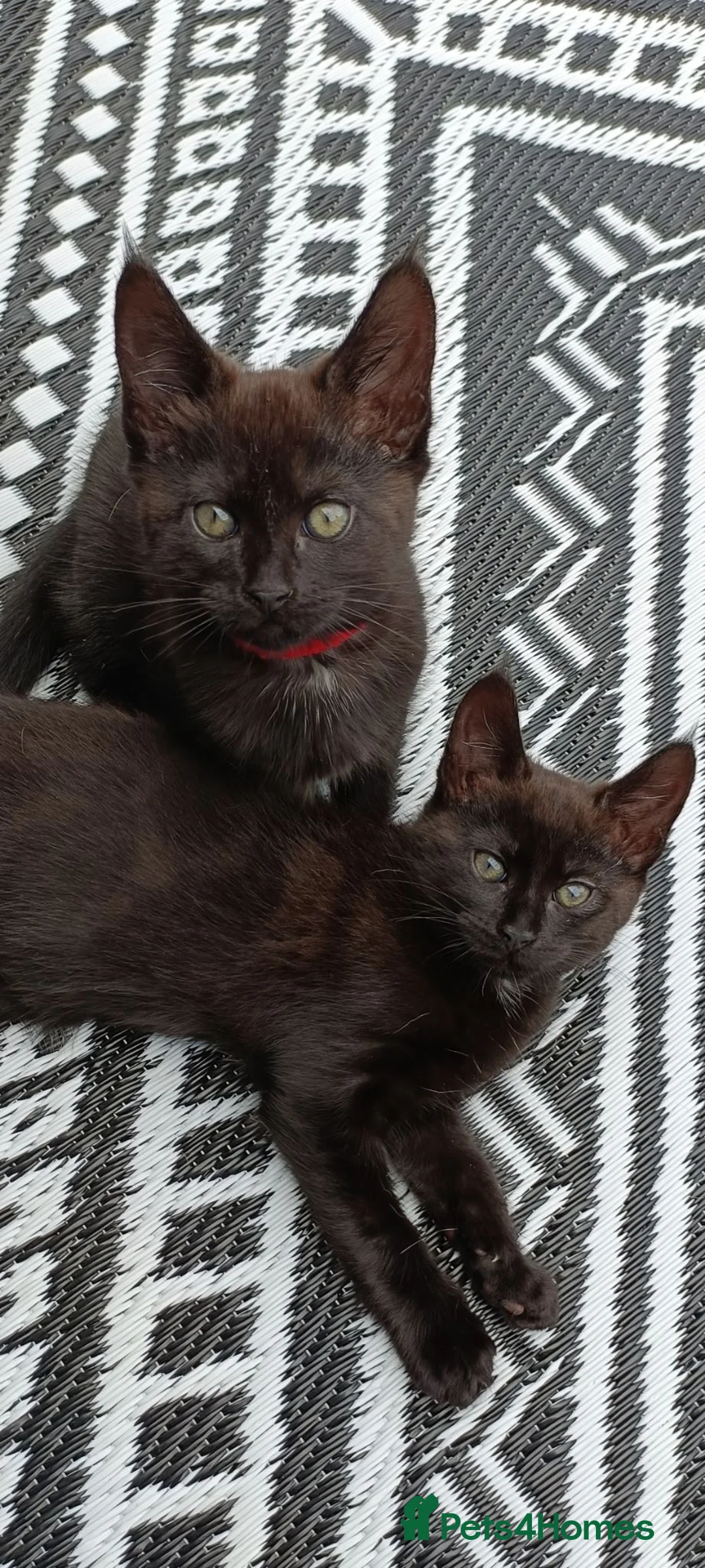 Maine Coon cats for sale: Maincoon X twin girls  - Advert 1