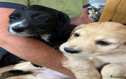 Cocker Spaniel dogs for sale: Working cocker spaniel pups  - Image 14