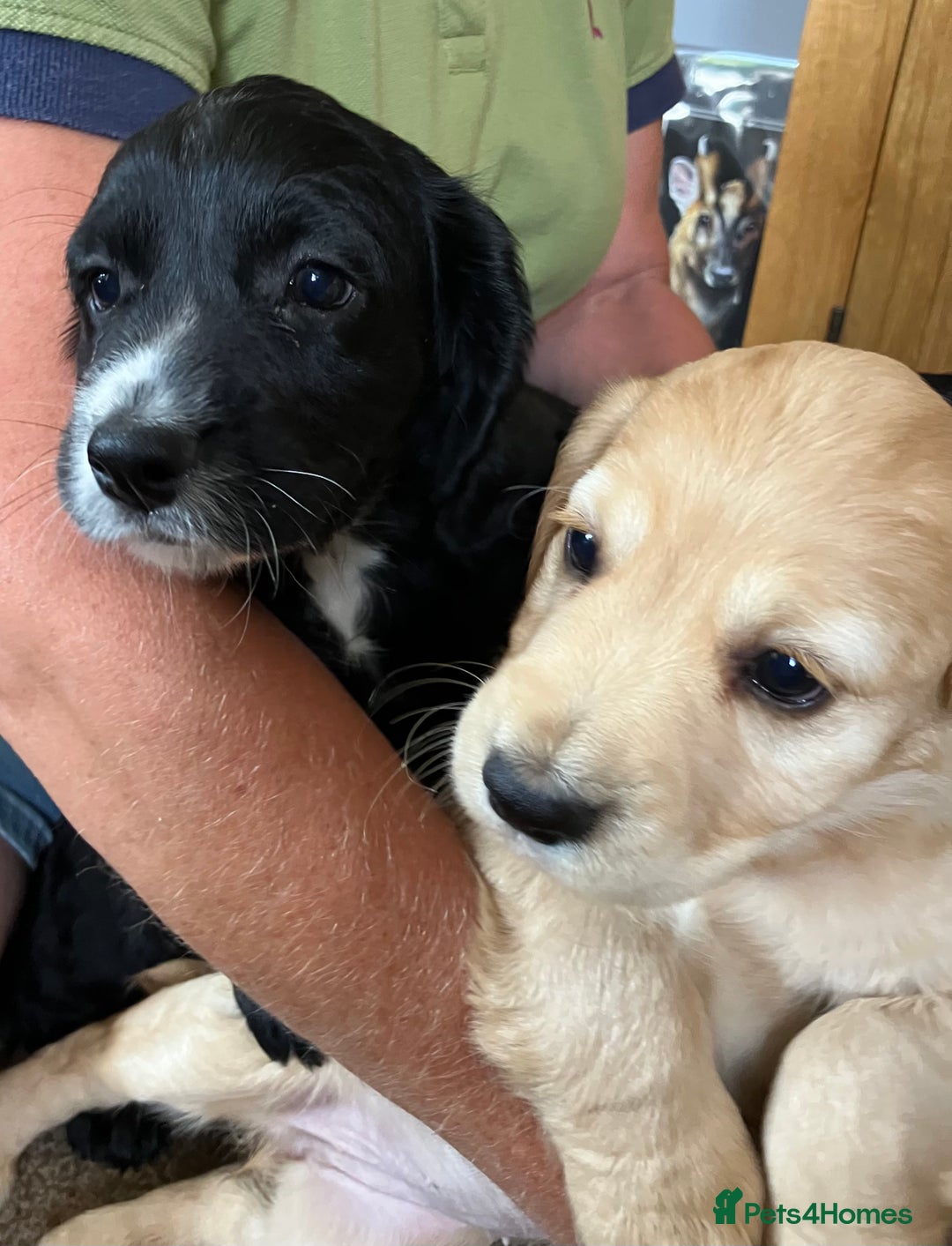 Cocker Spaniel dogs for sale: Working cocker spaniel pups  - Image 14