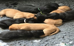 Labrador Retriever dogs for sale: Beautiful Labrador Retriever puppies - Image 2