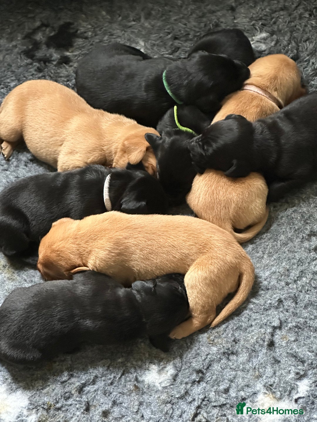 Labrador Retriever dogs for sale: Beautiful Labrador Retriever puppies - Image 2