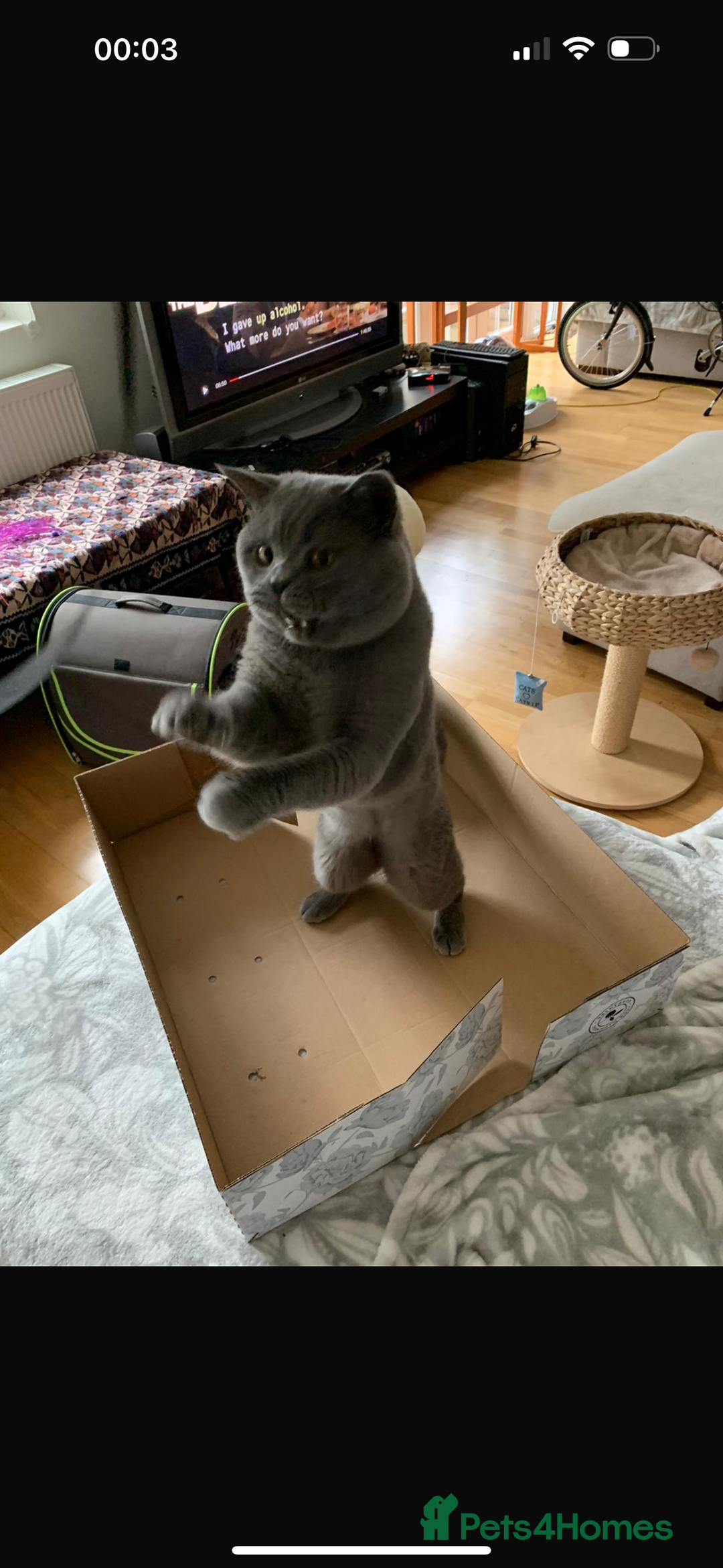 British Shorthair cats for sale: Colourpoint British Shorthair - Image 7