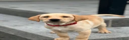 Labrador Retriever dogs for sale: 2 male Labradors - Advert 6