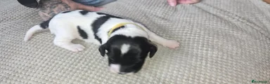 Elvis