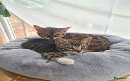 Bengal cats for sale: Bengal kittens - Image 4