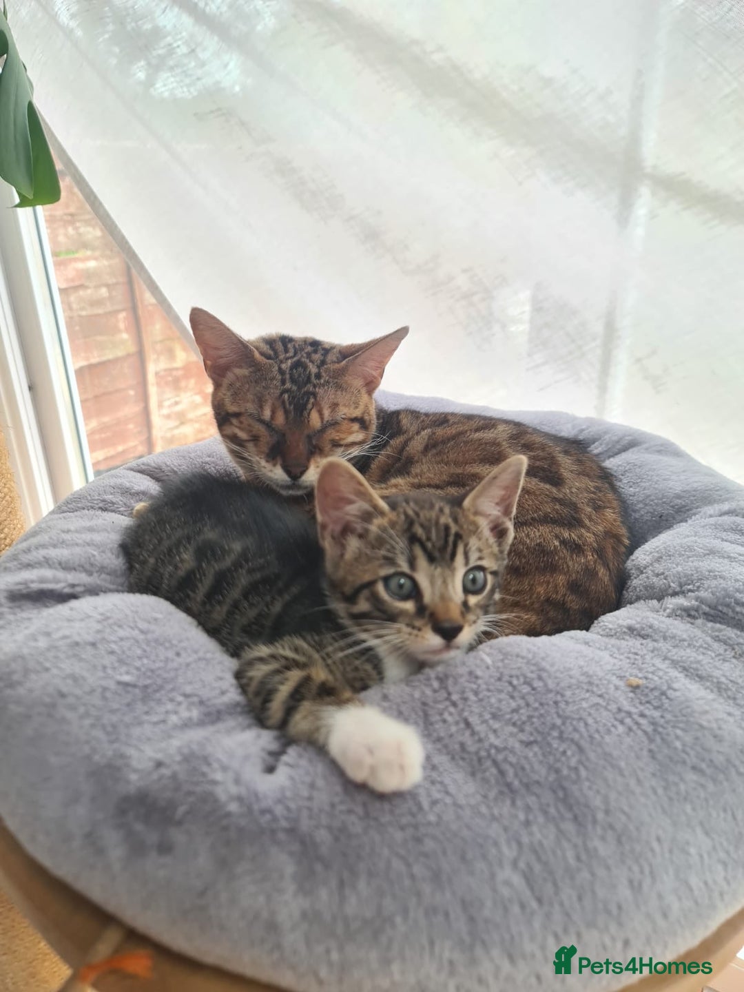 Bengal cats for sale: Bengal kittens - Image 4