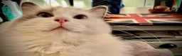 Ragdoll cats for sale: Seal bicolour (mismarked) RagaLike Female - Advert 2