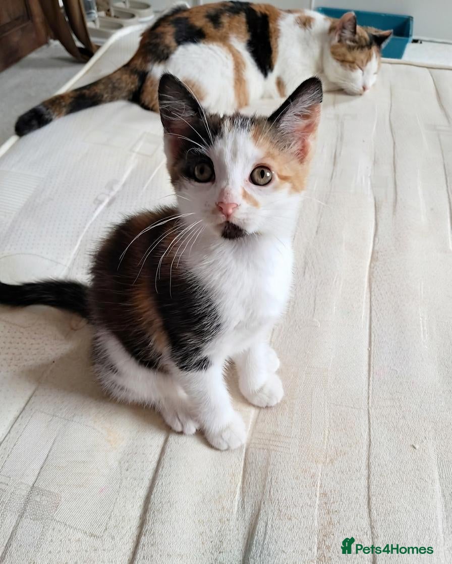Mixed Breed cats Margot - Advert 12
