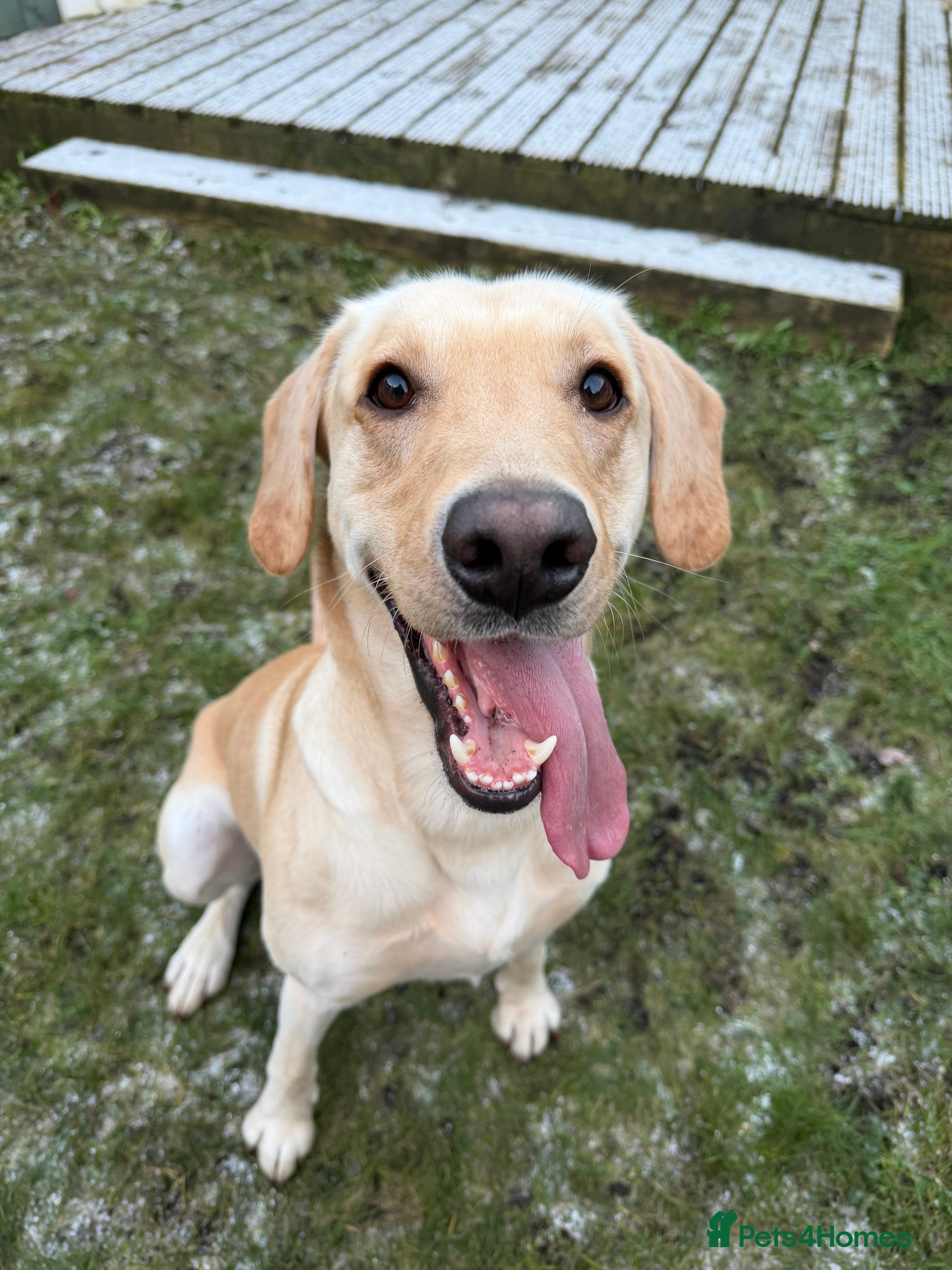 Labrador Retriever dogs 3 year old golden male Labrador - Advert 6
