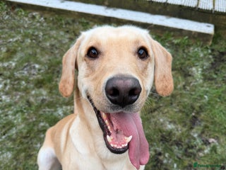 Labrador Retriever dogs 3 year old golden male Labrador - Advert 11