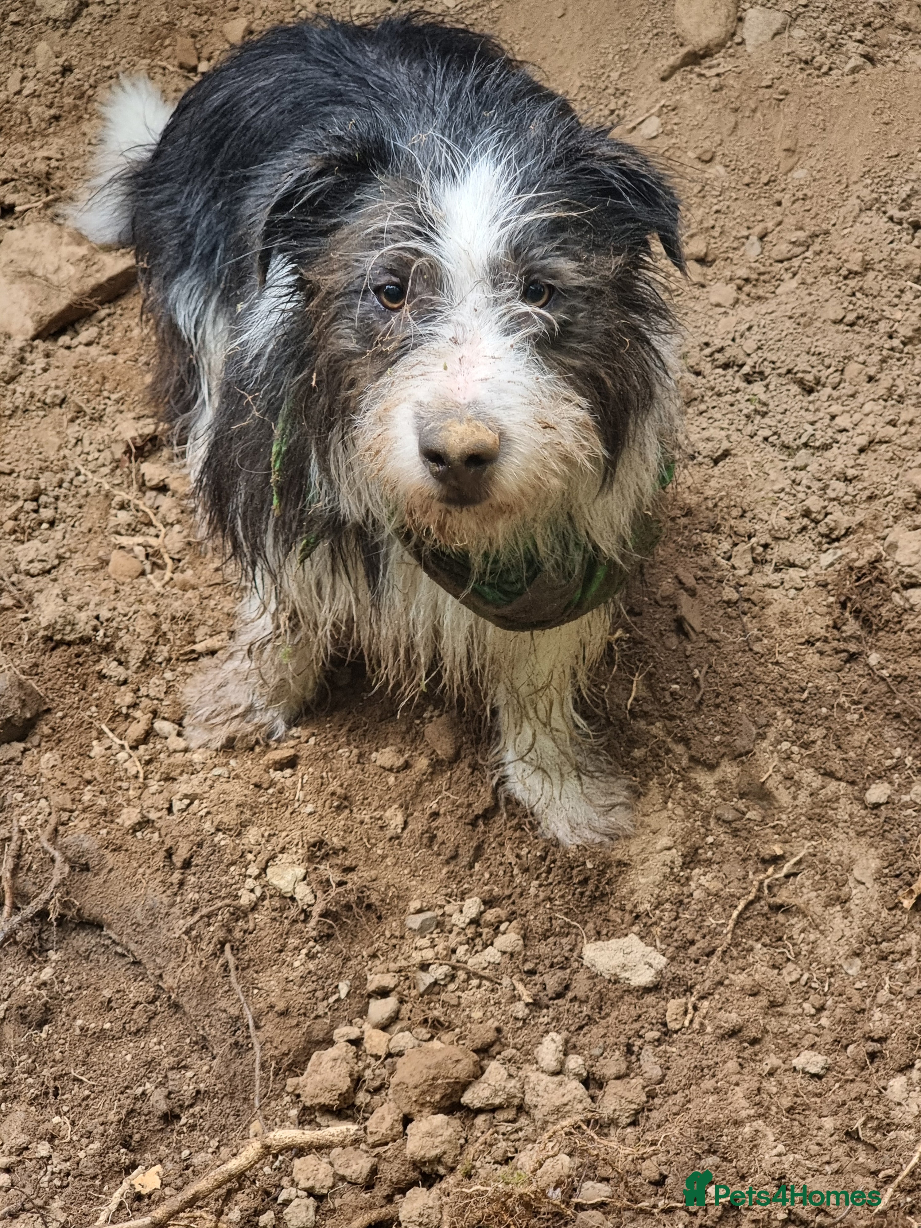 Mixed Breed dogs Fred looking for  his forever home - Advert 2