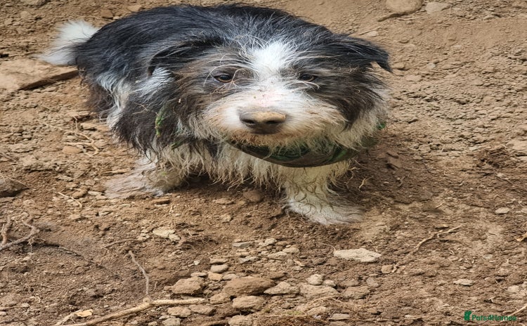 Mixed Breed dogs Fred looking for  his forever home - Advert 8