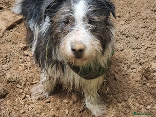 Mixed Breed dogs for sale: Fred looking for his forever home - Advert 1