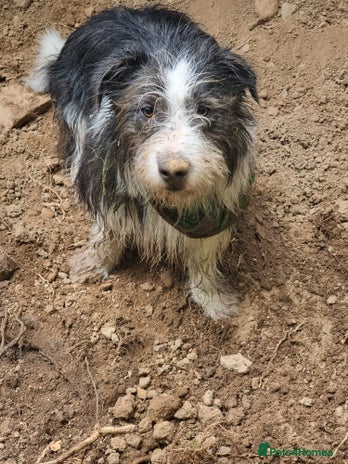 Mixed Breed dogs Fred looking for his forever home - Advert 13