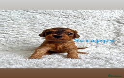 Cockapoo dogs for sale: F2B Red Cockapoos **BOTH PARENTS DNA CLEAR** - Image 30