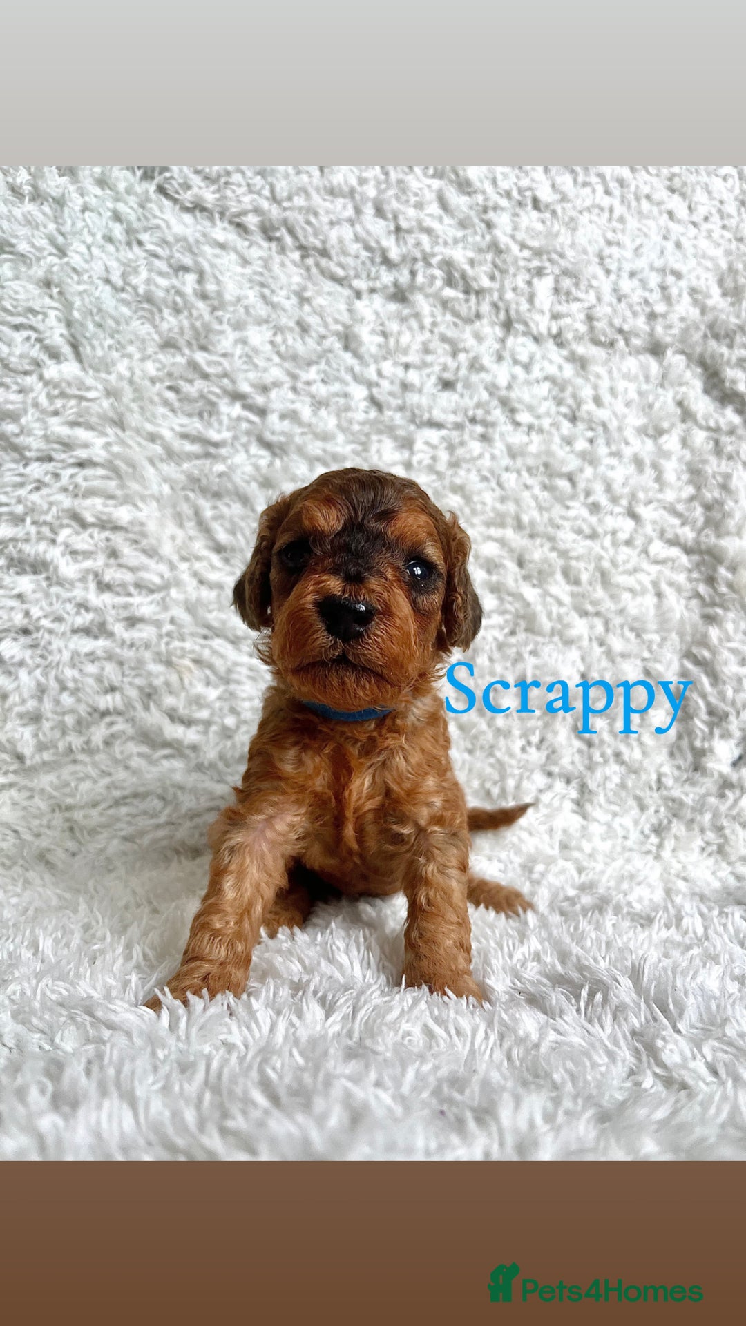Cockapoo dogs for sale: F2B Red Cockapoos **BOTH PARENTS DNA CLEAR** - Image 30