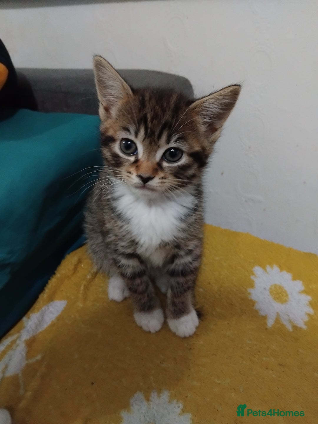 Mixed Breed cats for sale: Tabby girl  - Advert 4