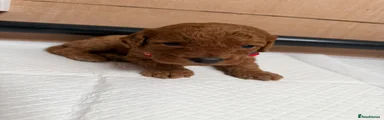Cockapoo 5