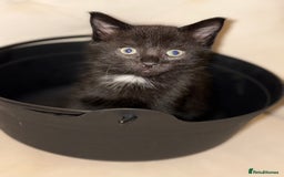 Domestic Shorthair cats for sale: Two gorgeous kittens ready for their forever home - Image 2