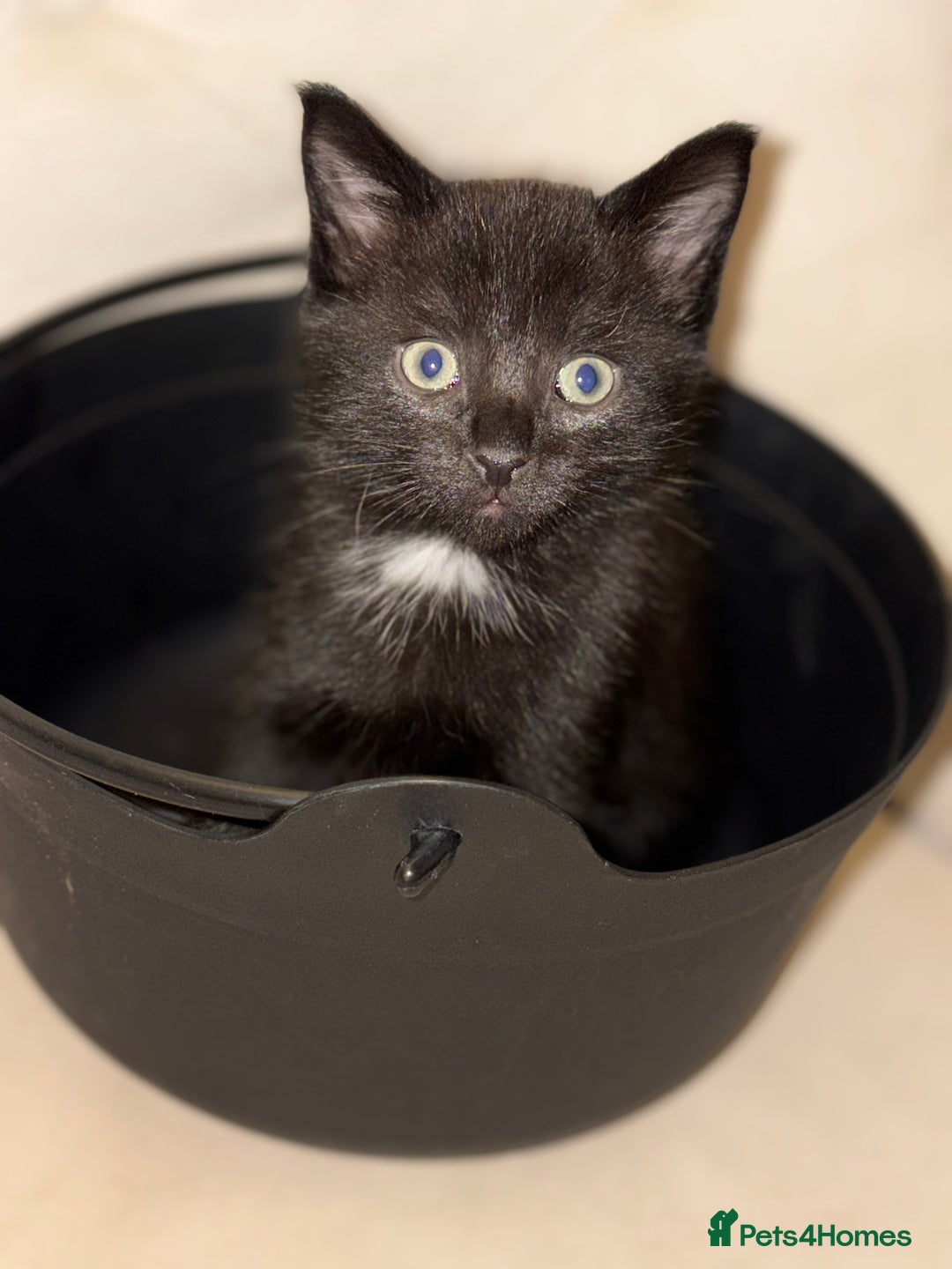 Domestic Shorthair cats for sale: Two gorgeous kittens ready for their forever home - Image 2