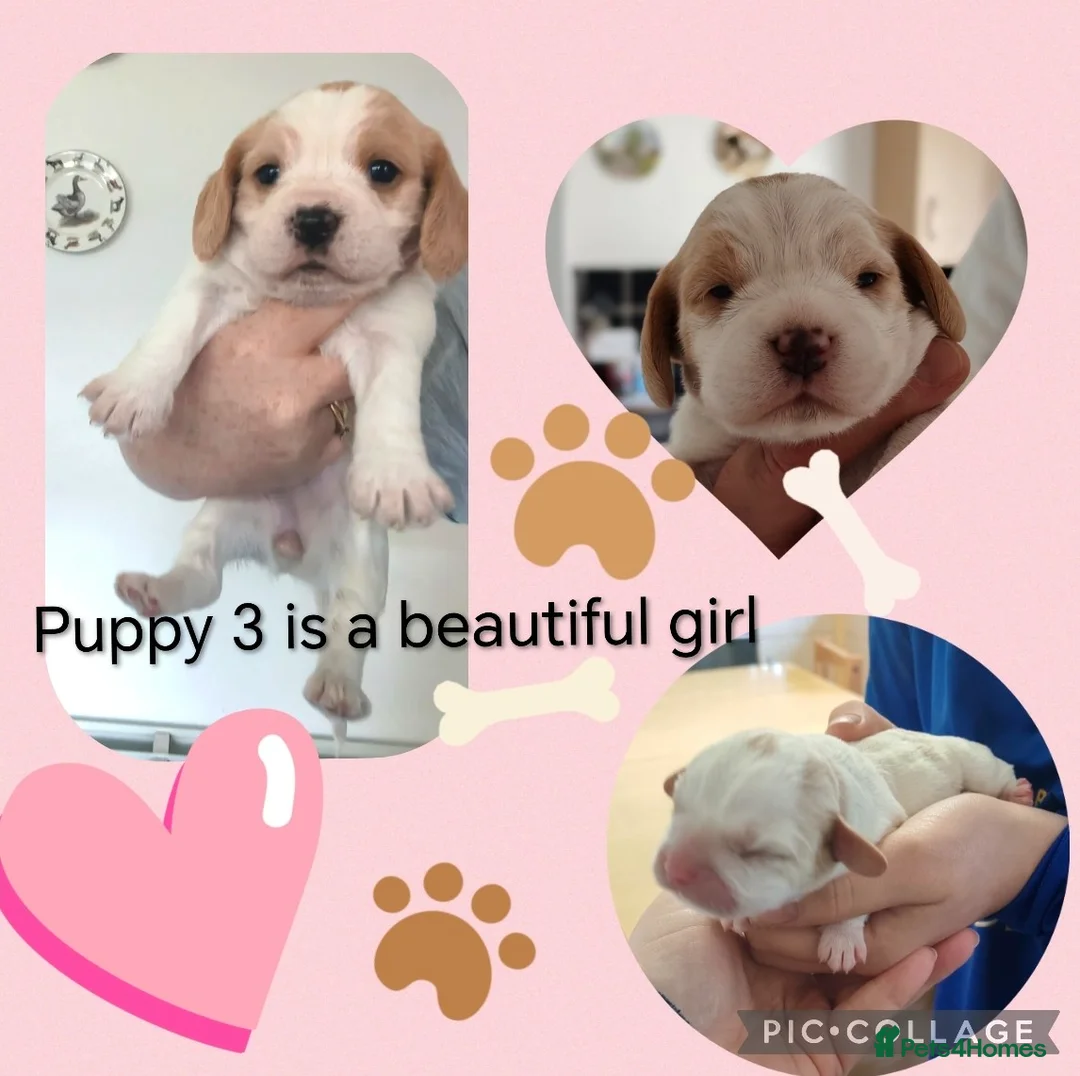 Mixed Breed dogs for sale: Cavalier Mixed breed pups. (Havanese / Dachshund) in Barnsley - Advert 6