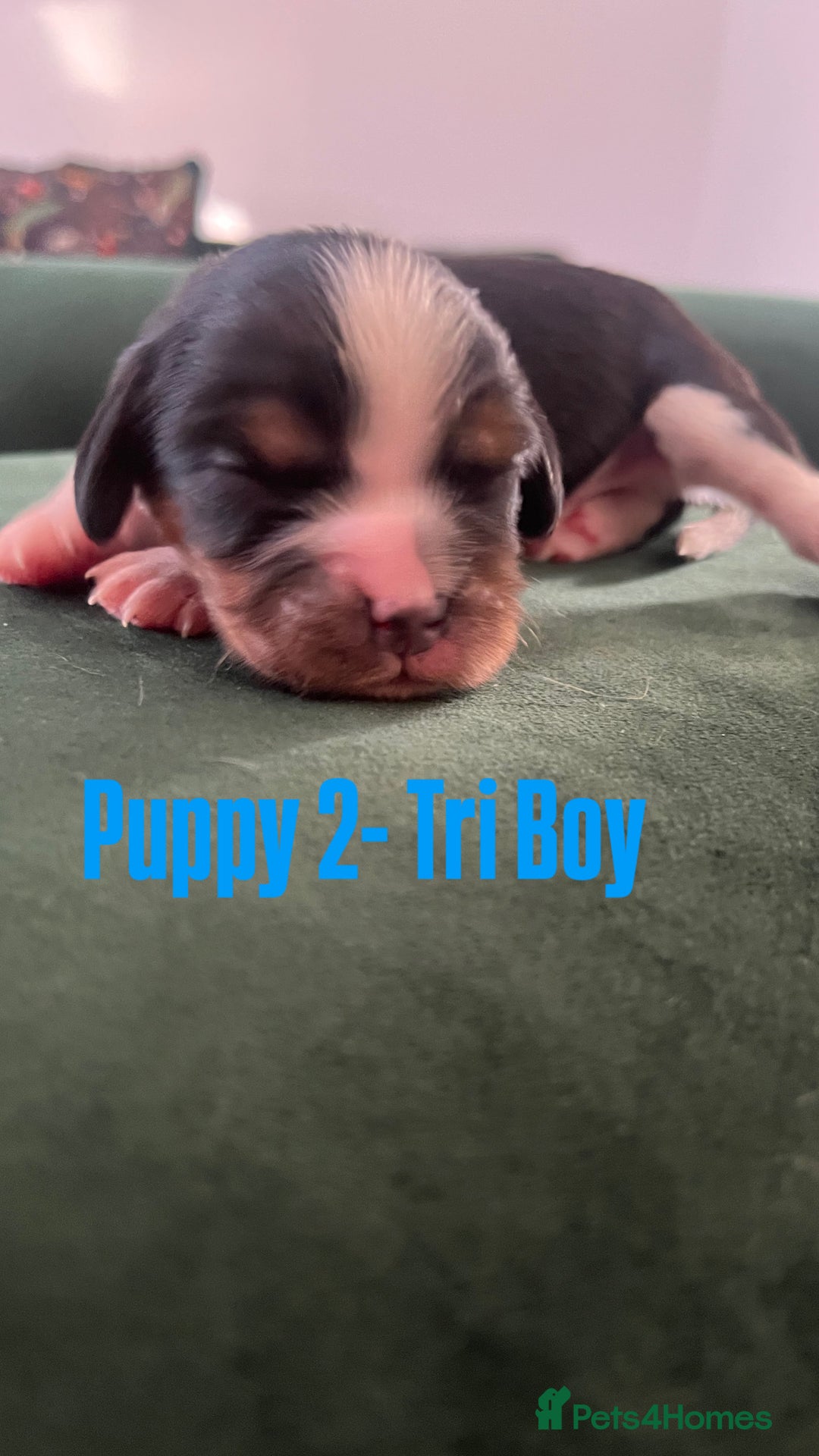 Cavalier King Charles Spaniel dogs for sale: Beautiful KC Registered Cavalier King Charles Pups - Advert 7