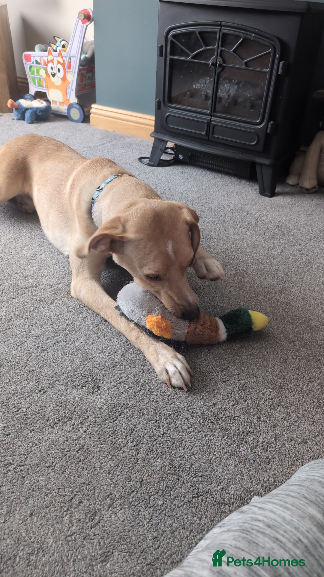 Mixed Breed dogs for sale: Louie - Image 2