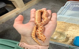 Snake reptiles for sale: CB24 Male Albino Western Hognose - Advert 4
