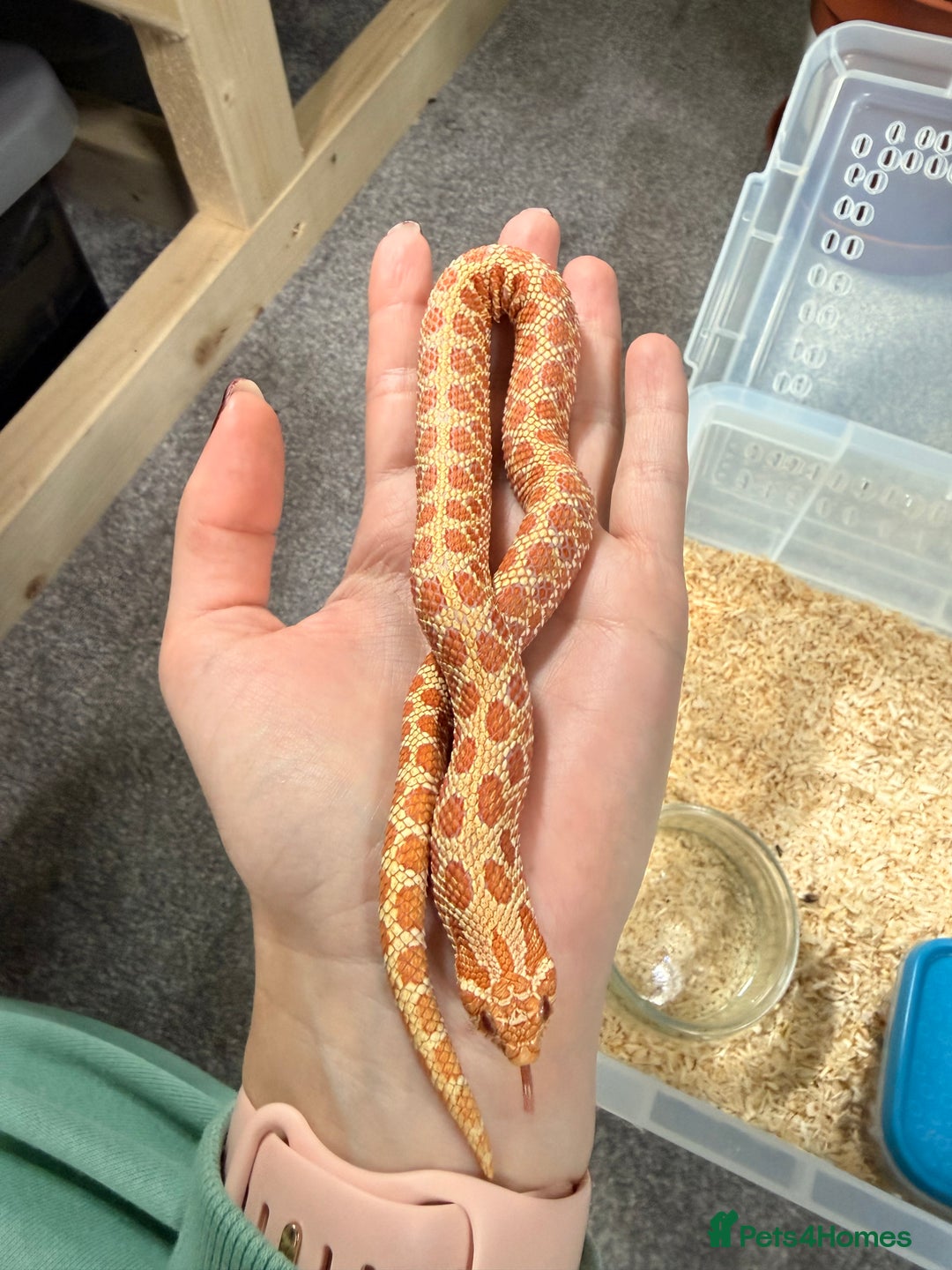 Snake reptiles for sale: CB24 Male Albino Western Hognose - Advert 4
