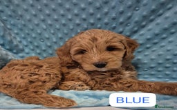 Cockapoo dogs for sale: Gorgeous cockapoo puppies. - Image 14
