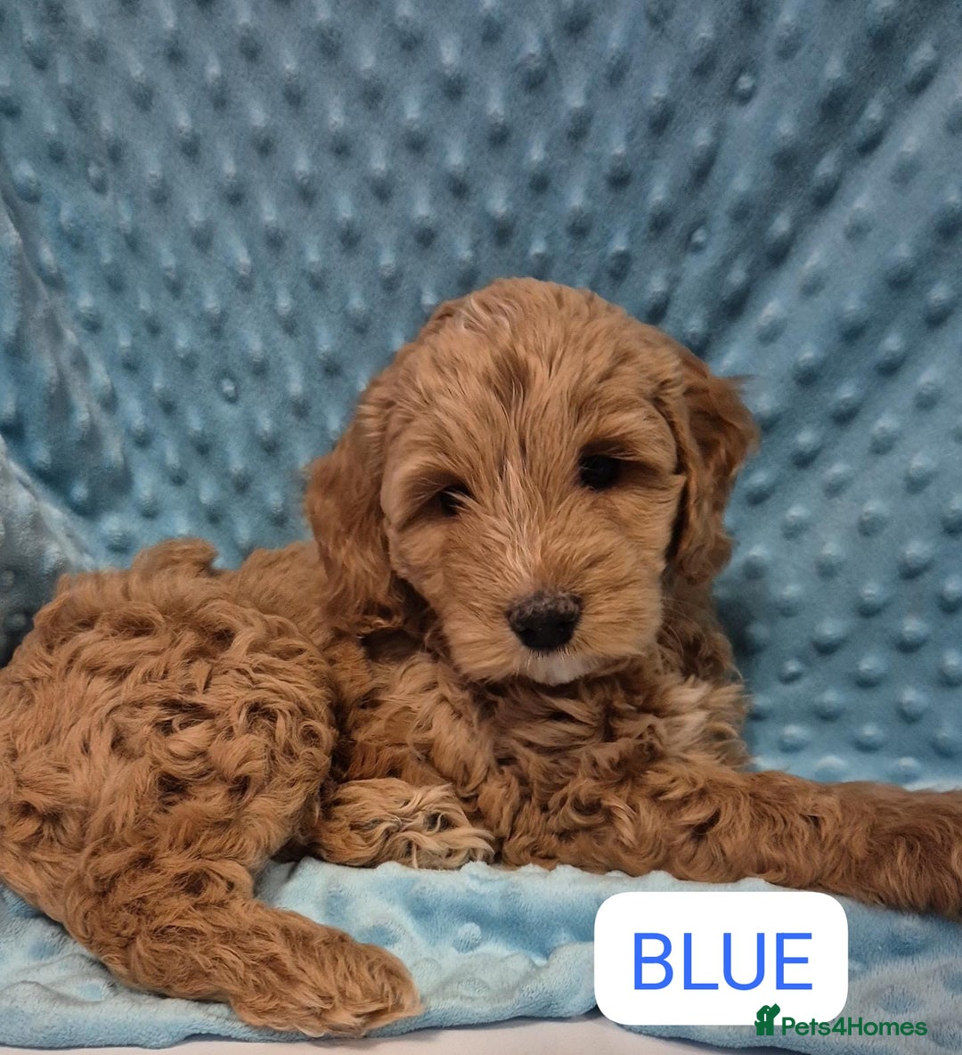 Cockapoo dogs for sale: Gorgeous cockapoo puppies. - Image 14