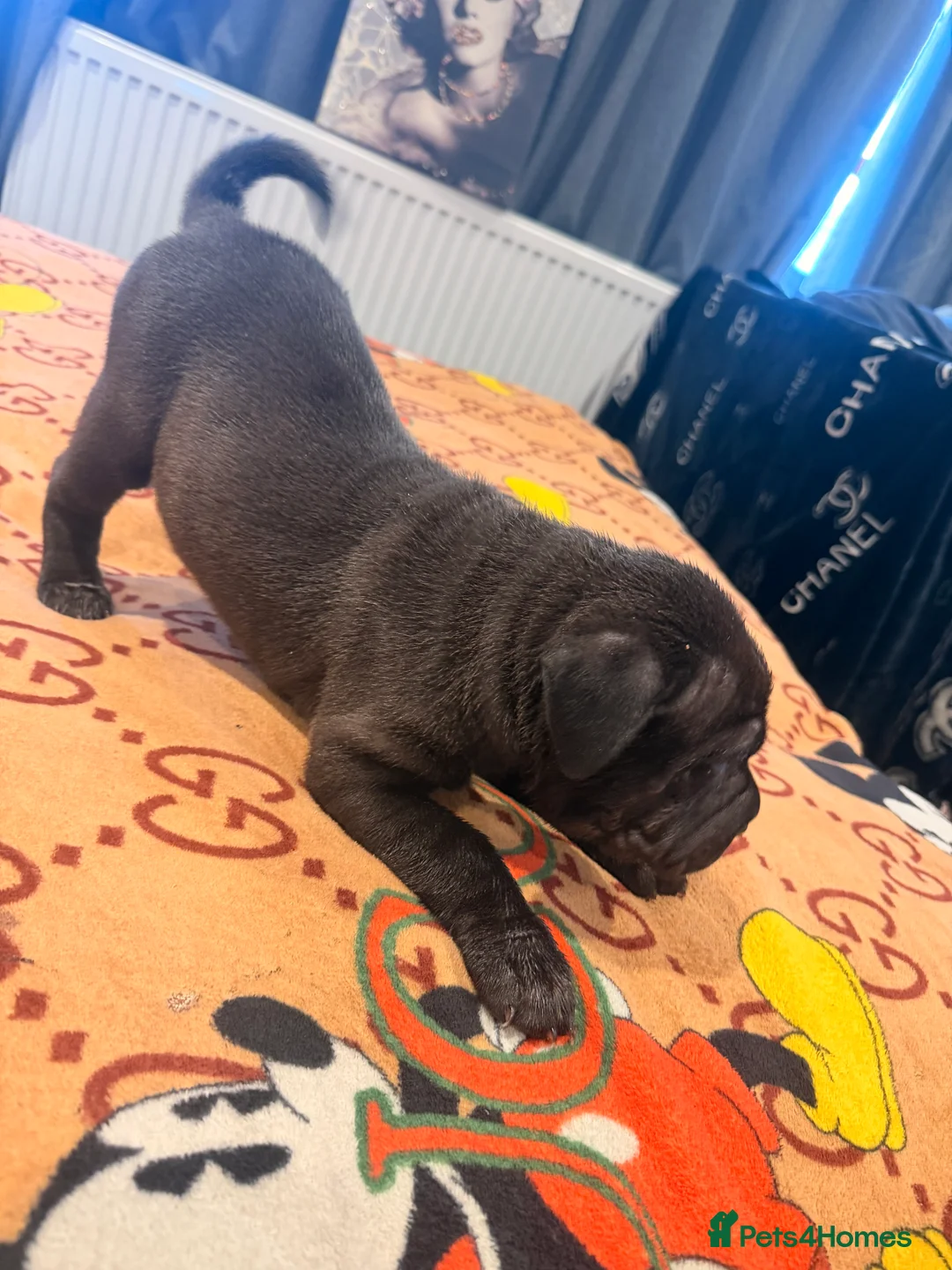 Mixed Breed dogs for sale: Sharpei/Mastiff x Staff - Ready 4 New Homes  - Advert 7