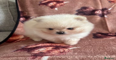 Pomeranian dogs - Advert 4