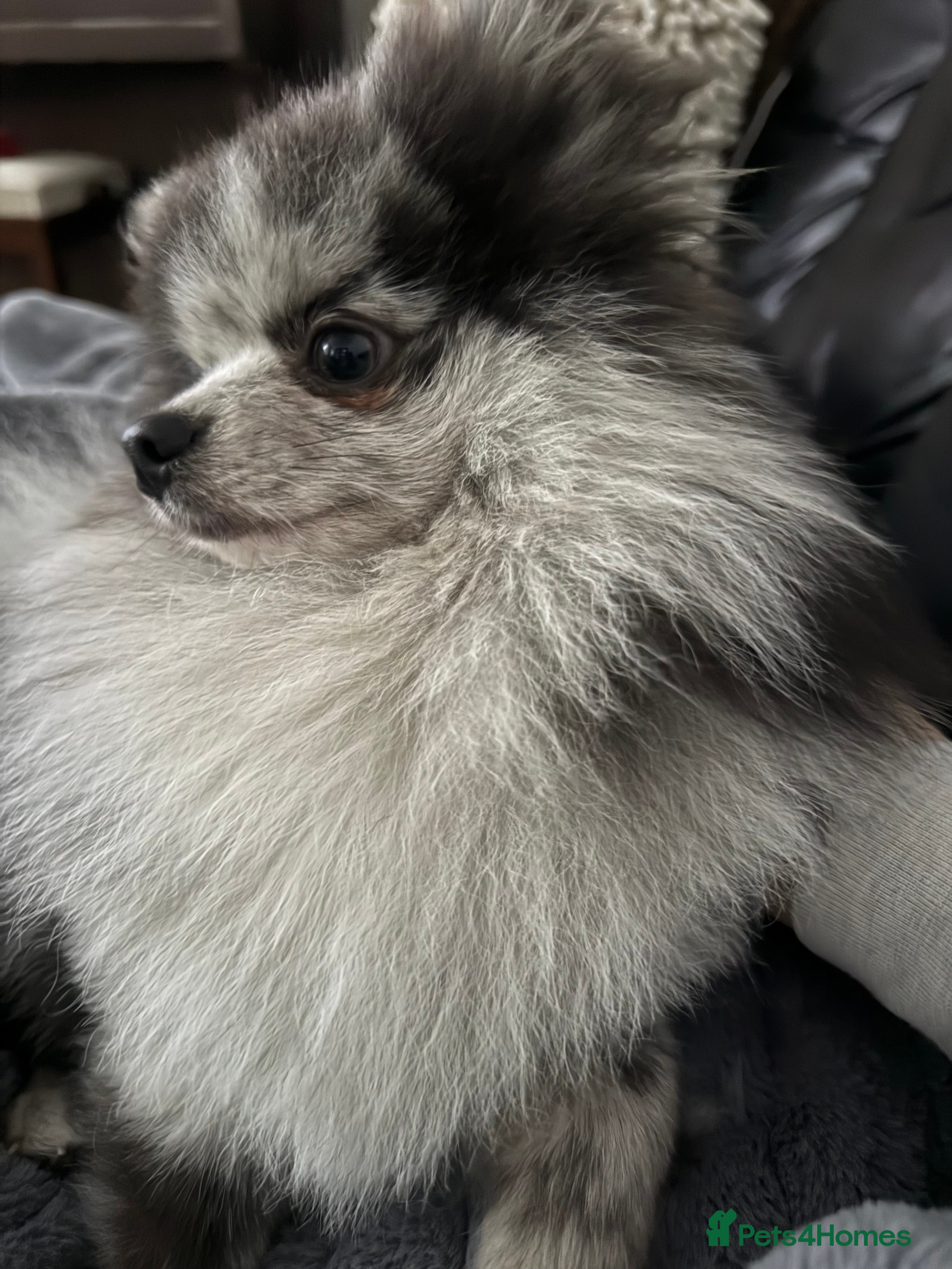 Pomeranian dogs 🌟 Stud Available – Rare Blue Merle Pomeranian 🌟 - Advert 1