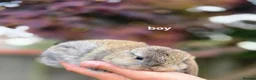 Mini Lop rabbits for sale: Rabits - Advert 6
