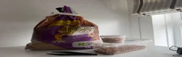Leopard Gecko reptiles for sale: Female Leopard Gecko with Full Setup  in Petersfield - Advert 5