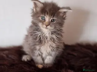 Maine Coon cats TICA REGISTERED orphaned Maine Coon girl. - Advert 4