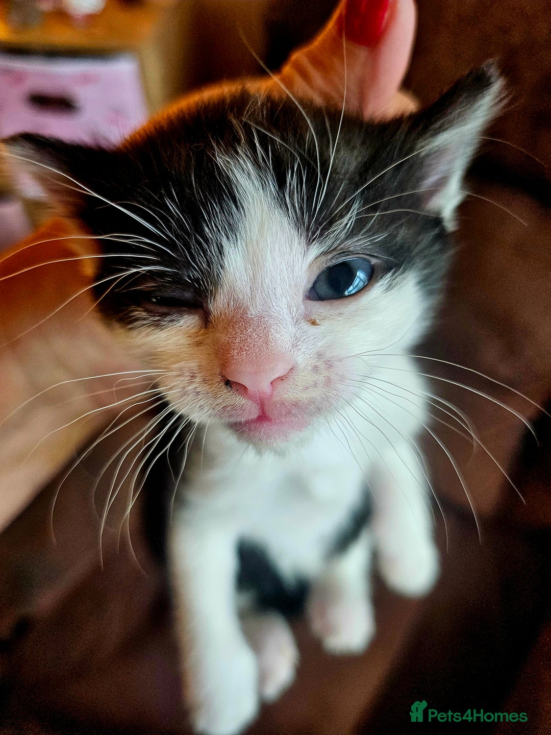 British Shorthair cats for sale: 3 kittens  - Image 15