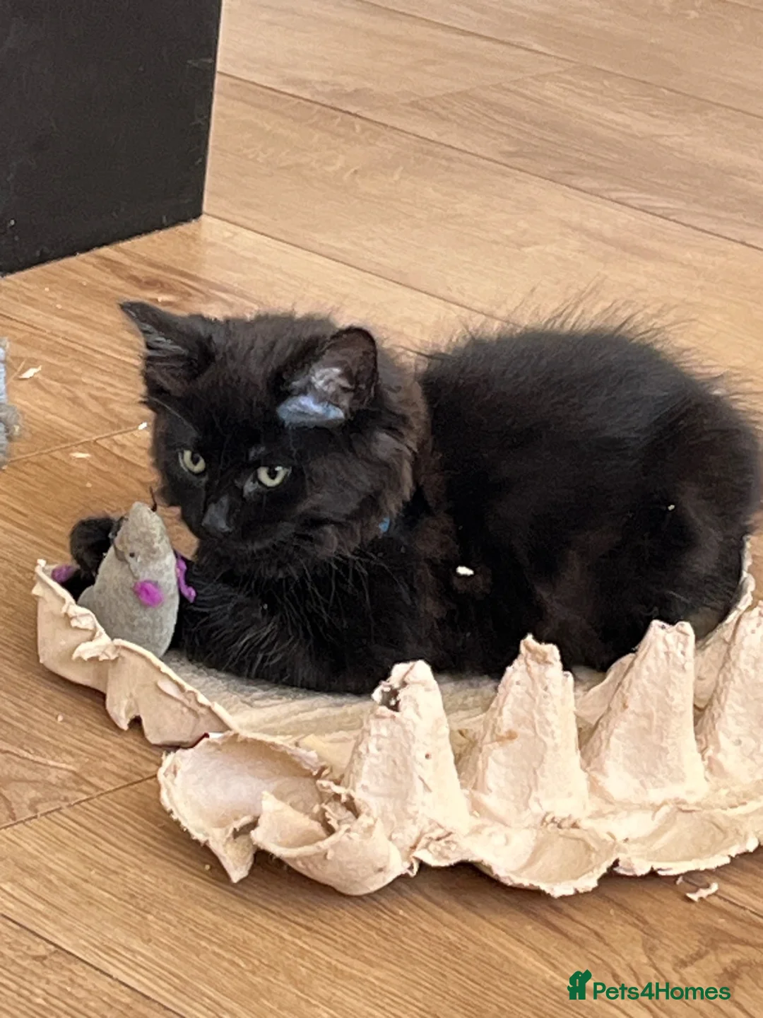 Mixed Breed cats for sale: Two fluffy boys - Advert 2