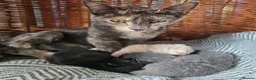 Mixed Breed cats for sale: Kittens - Advert 6