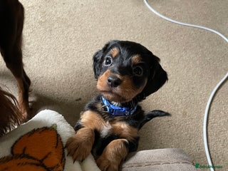 Mixed Breed dogs - Advert 20