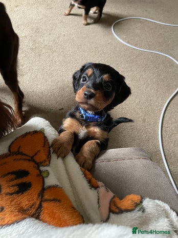 Mixed Breed dogs - Advert 1