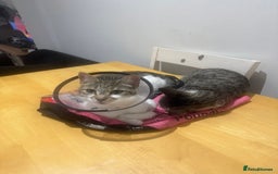 Aegean cats for sale: clemenza - greek aegan boy kitten - Image 3
