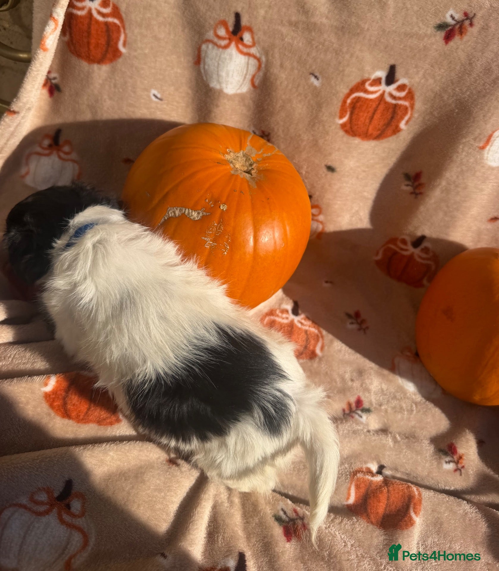 Jack Russell dogs Tri colour Jack russel puppies❤️💚🧡💙 - Advert 2