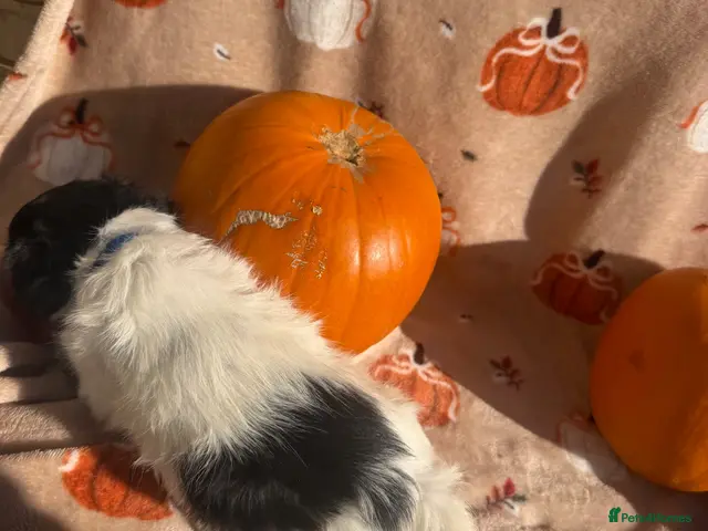 Jack Russell dogs Tri colour Jack russel puppies🎃 - Advert 2